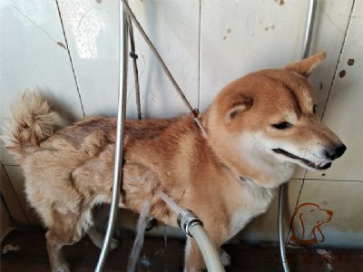 柴犬焦糖洗澡照片！