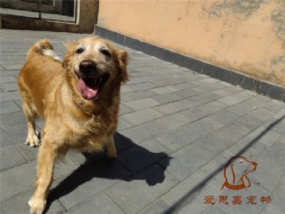 2023.6.18号在校狗狗照片！——爱思嘉宠物训练寄养学校