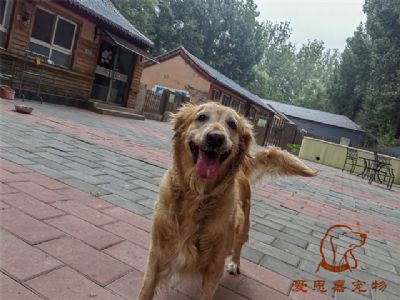 2023.6.19号在校狗狗照片！——爱思嘉宠物训练寄养学校