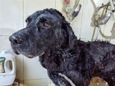 拉布拉多jack洗澡照片！