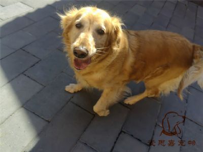 2023.6.22号在校狗狗照片！——爱思嘉宠物驯养学校