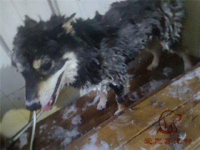 柴犬但丁洗澡照片！