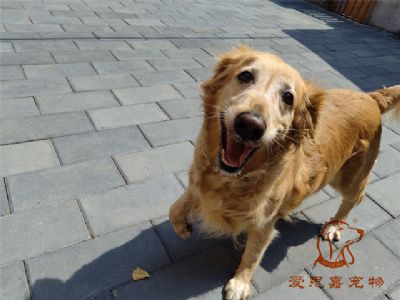 2023.6.23号在校狗狗照片！——爱思嘉宠物驯养学校