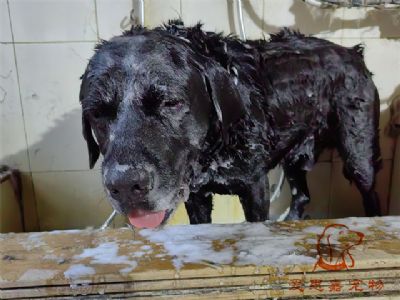 拉布拉多梅西洗澡照片！