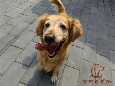 2023.6.24号在校狗狗照片！——爱思嘉宠物驯养学校