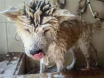 秋田大仁洗澡照片！