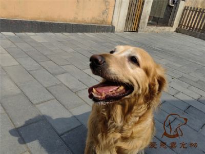 2023.6.25号在校狗狗照片！——爱思嘉宠物驯养学校