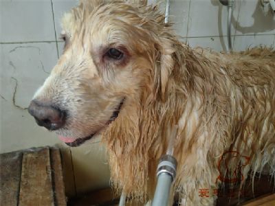 金毛二胖洗澡照片！