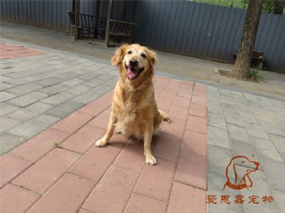2023.6.26号在校狗狗照片！——爱思嘉宠物驯养学校