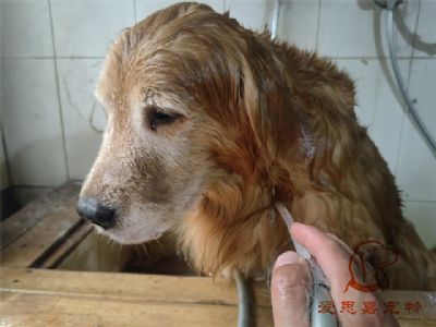 金毛疯子洗澡照片！