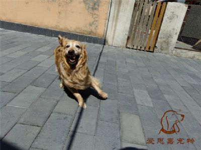 2023.6.27号在校狗狗照片！——爱思嘉宠物驯养学校