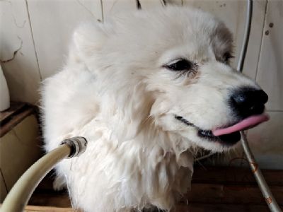 萨摩莫莫洗澡照片！