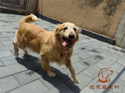 2023.7.4号在校狗狗照片！——爱思嘉宠物驯养学校