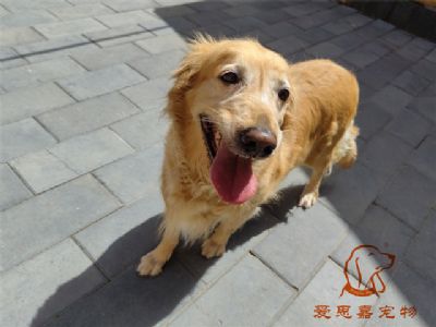 2023.7.5号在校狗狗照片！——爱思嘉宠物驯养学校