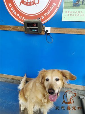 2023.7.5号在校狗狗体重照片！——爱思嘉宠物驯养学校