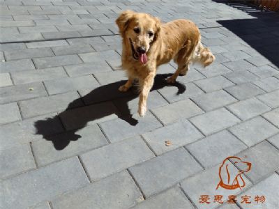 2023.7.6号在校狗狗照片！——爱思嘉宠物驯养学校