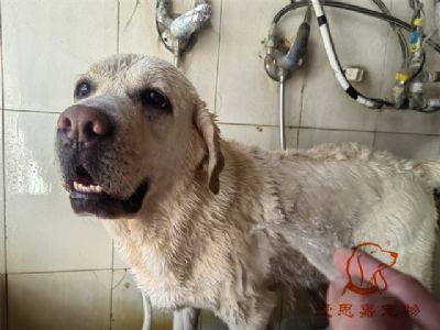 拉布拉多mango洗澡照片！
