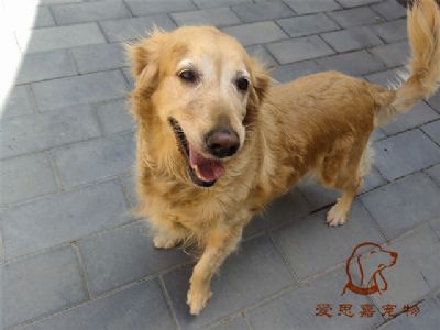 2023.7.7号在校狗狗照片！——爱思嘉宠物驯养学校