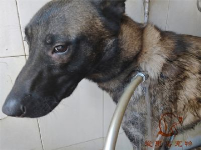 马犬弟弟洗澡照片！