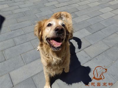 2023.7.8号在校狗狗照片！——爱思嘉宠物驯养学校