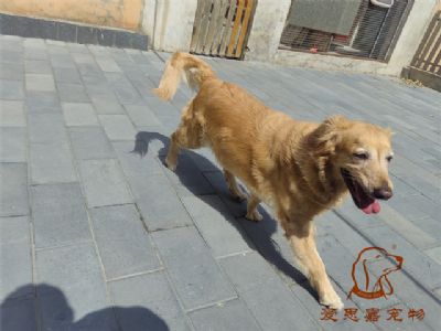 2023.7.9号在校狗狗照片！——爱思嘉宠物驯养学校