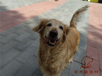 2023.7.10号在校狗狗照片！——爱思嘉宠物驯养学校