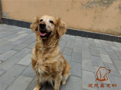 2023.7.11号在校狗狗照片！——爱思嘉宠物驯养学校