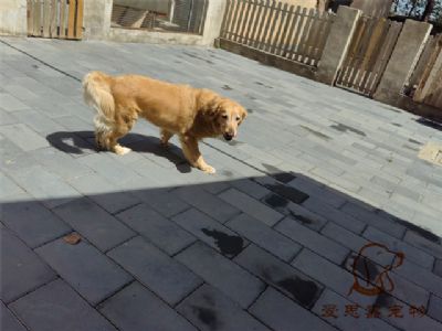 2023.7.14号在校狗狗照片！——爱思嘉宠物驯养学校