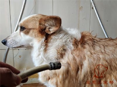 柯基Mandy洗澡照片！