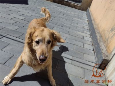 2023.7.15号在校狗狗照片！——爱思嘉宠物驯养学校