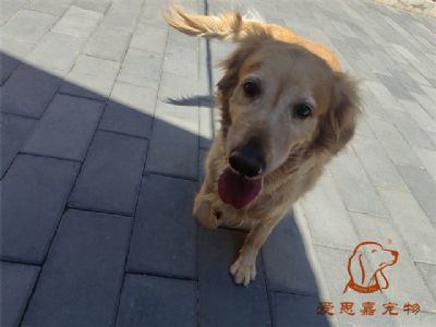 2023.7.16号在校狗狗照片！——爱思嘉宠物驯养学校