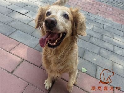 2023.7.17号在校狗狗照片！——爱思嘉宠物驯养学校
