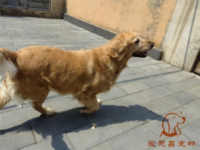 2023.7.18号在校狗狗照片！——爱思嘉宠物驯养学校