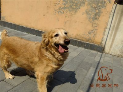 2023.7.19号在校狗狗照片！——爱思嘉宠物驯养学校