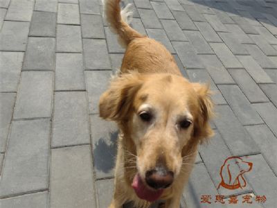 2023.7.20号在校狗狗照片！——爱思嘉宠物驯养学校