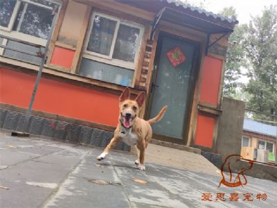 2023.7.22号在校狗狗照片！——爱思嘉宠物驯养学校