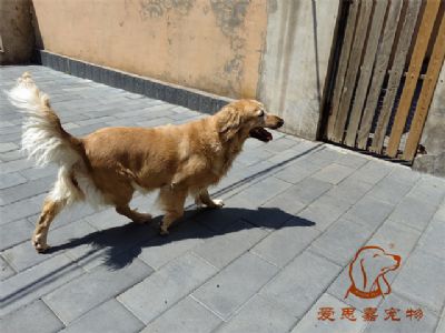 2023.7.23号在校狗狗照片！——爱思嘉宠物驯养学校