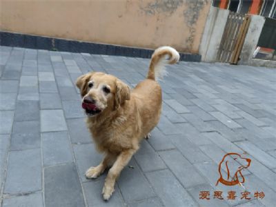 2023.7.26号在校狗狗照片！——爱思嘉宠物驯养学校