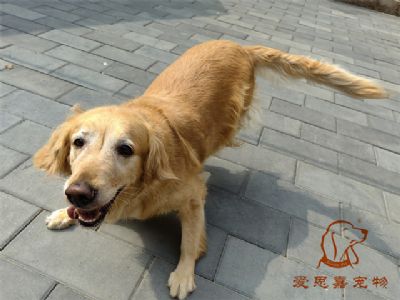 2023.7.27号在校狗狗照片！——爱思嘉宠物驯养学校