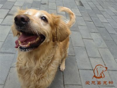 2023.7.28号在校狗狗照片！——爱思嘉宠物驯养学校