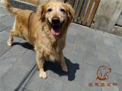 2023.8.4号在校狗狗照片！——爱思嘉宠物驯养学校