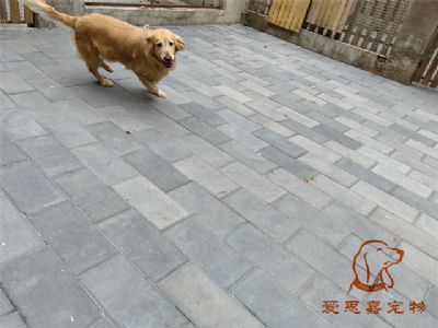 2023.8.6号在校狗狗照片！——爱思嘉宠物驯养学校