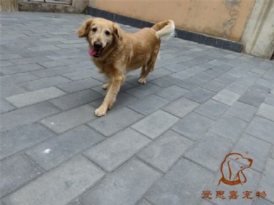 2023.8.9号在校狗狗照片！——爱思嘉宠物驯养学校