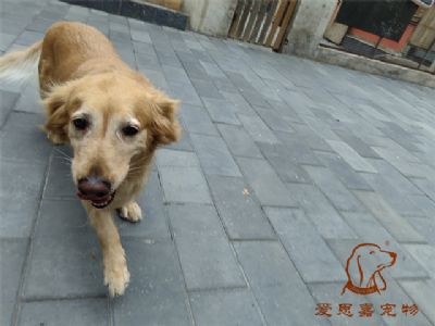 2023.8.10号在校狗狗照片！——爱思嘉宠物驯养学校