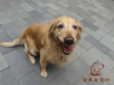 2023.8.11号在校狗狗照片！——爱思嘉宠物驯养学校