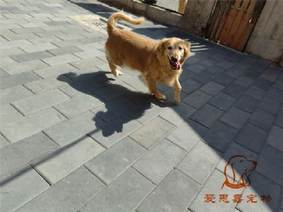 2023.8.19号在校狗狗照片！——爱思嘉宠物驯养学校