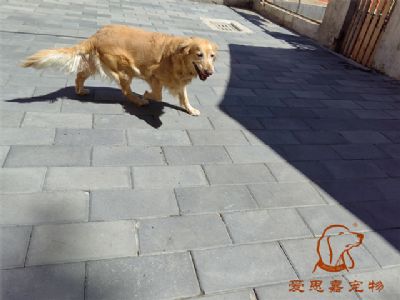 2023.8.23号在校狗狗照片！——爱思嘉宠物驯养学校