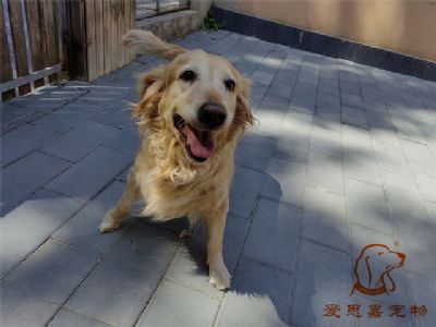2023.8.30号在校狗狗照片！——爱思嘉宠物驯养学校