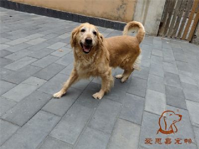 2023.9.2号在校狗狗照片！——爱思嘉宠物驯养学校