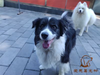 2023.9.12号在校狗狗照片！——爱思嘉宠物驯养学校